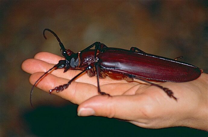Very big bug